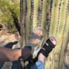 Wingra Cactus
